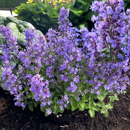 Nepeta 'Sylvester Blue' - Naistenõges 'Sylvester Blue' 